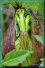 Uitkomende bloem